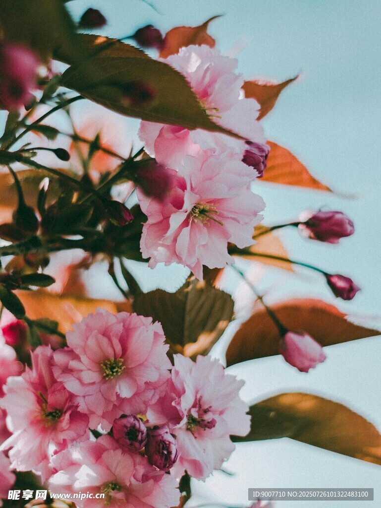 枝头绽放的粉嫩樱花