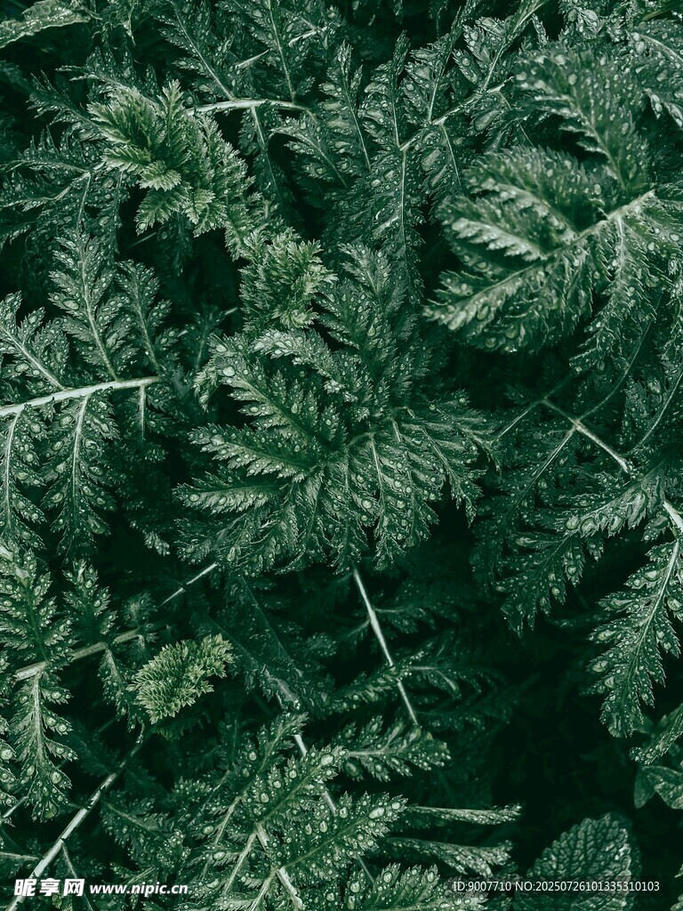 翠绿蕨类植物特写