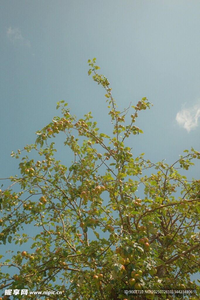 阳光下的绿树梢