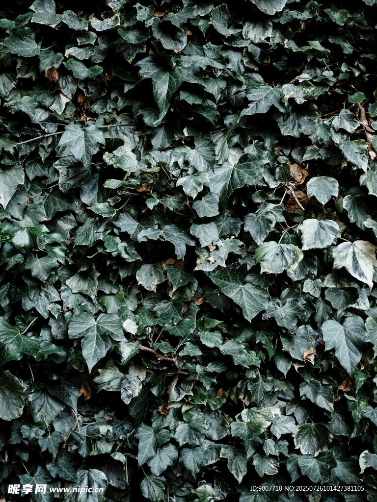 翠绿繁茂的常春藤墙面