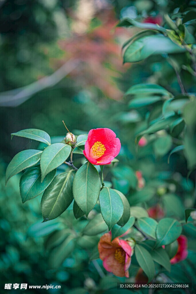娇艳山茶花绽放绿叶间