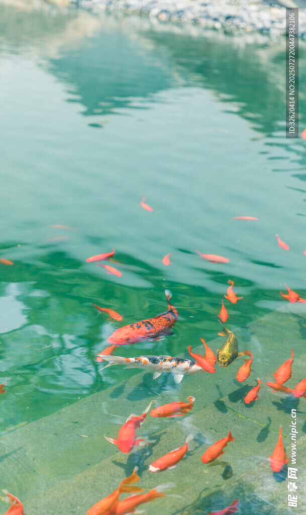池塘中游动的多彩金鱼