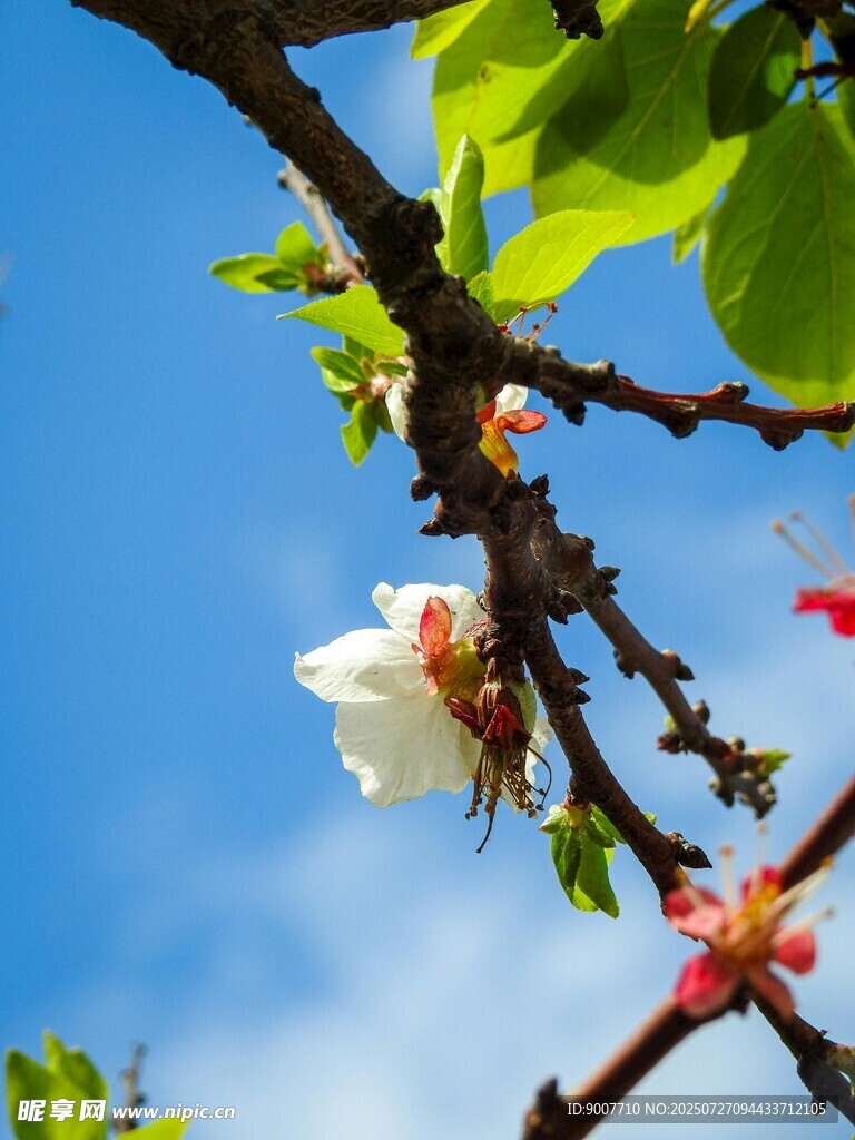 枝头绽放的洁白花朵