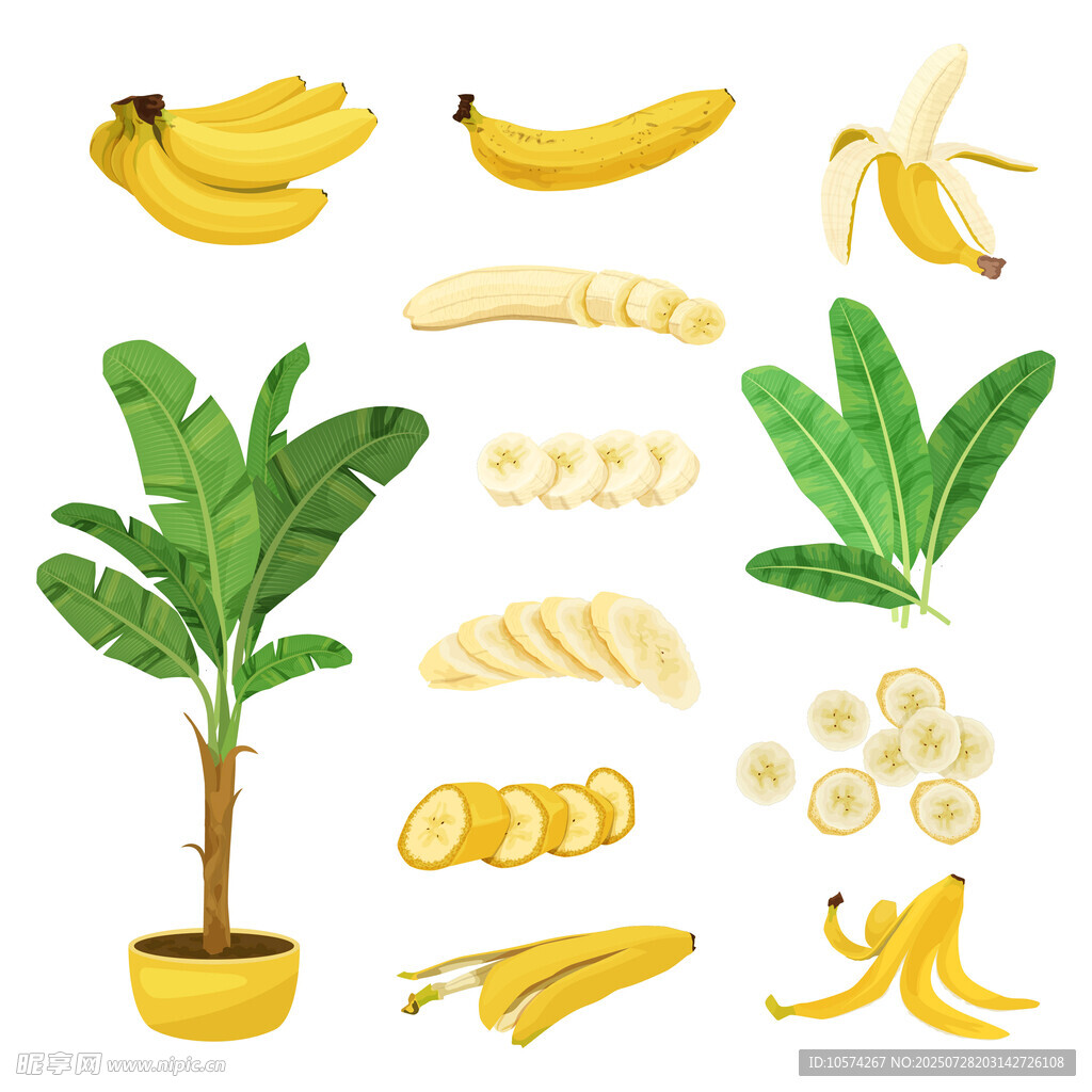 香蕉植物及果实多样展示