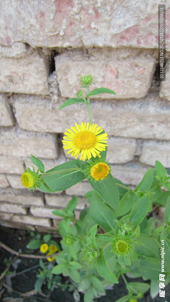 砖墙边绽放的明艳小黄花