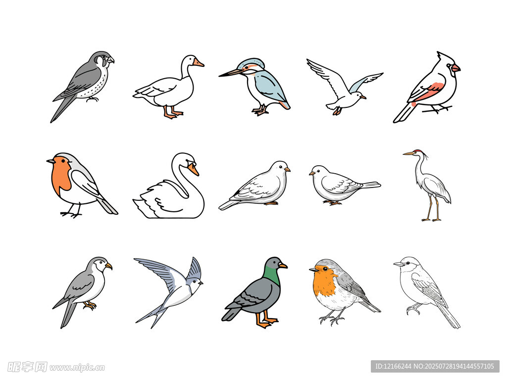 鸟类插画