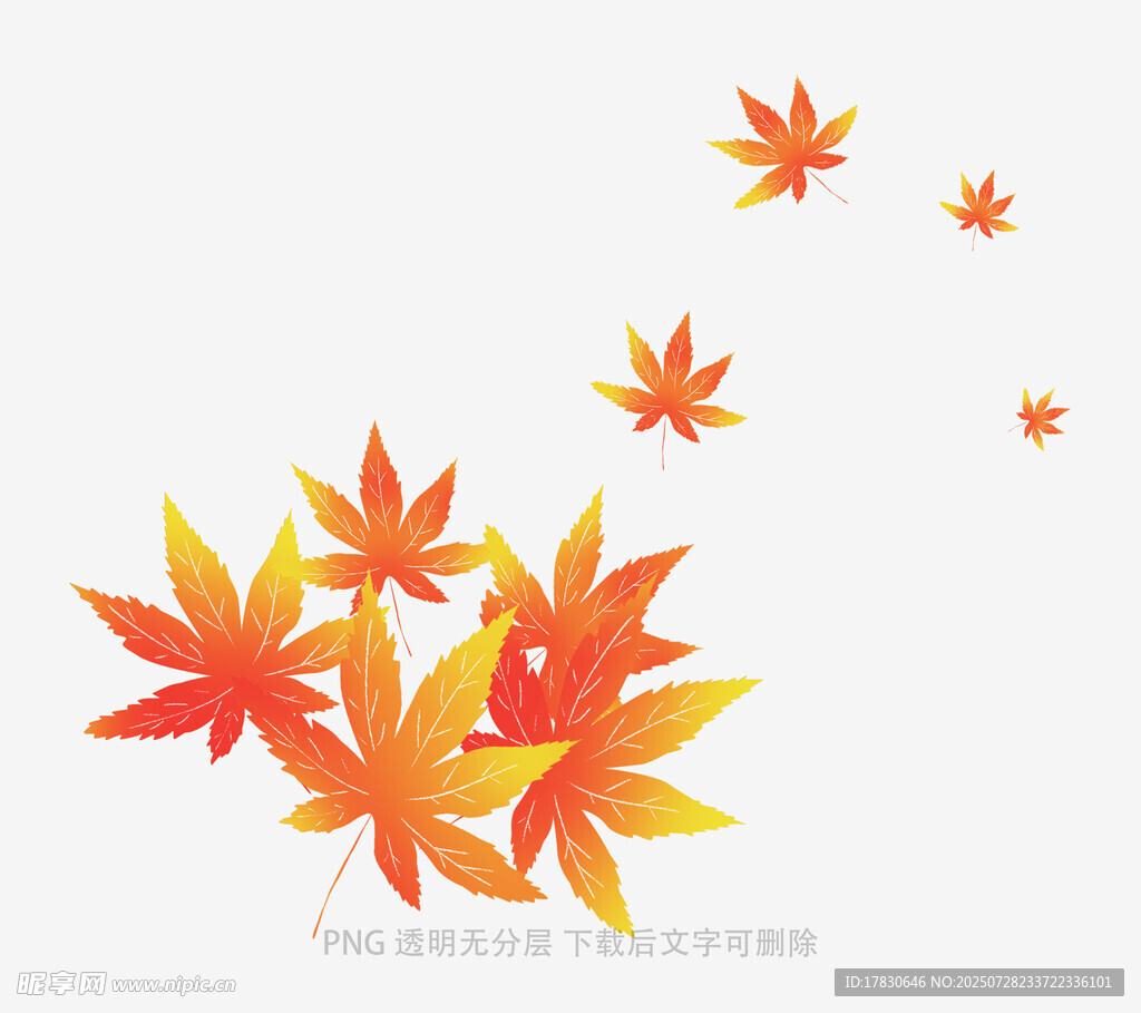 飘落的多彩枫叶