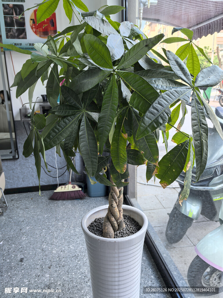 室内盆栽鸭掌木绿意盎然