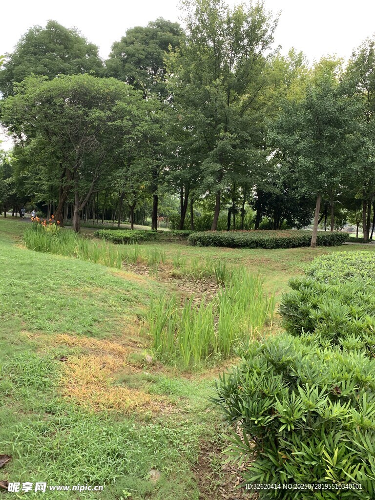 绿意盎然的户外自然景观