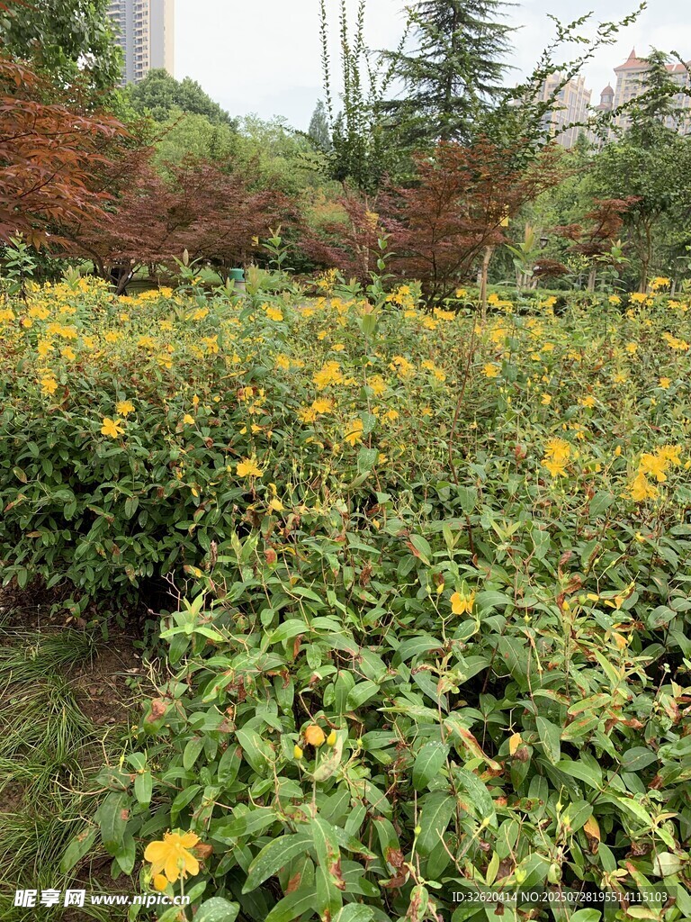 金黄花丛中的自然景致