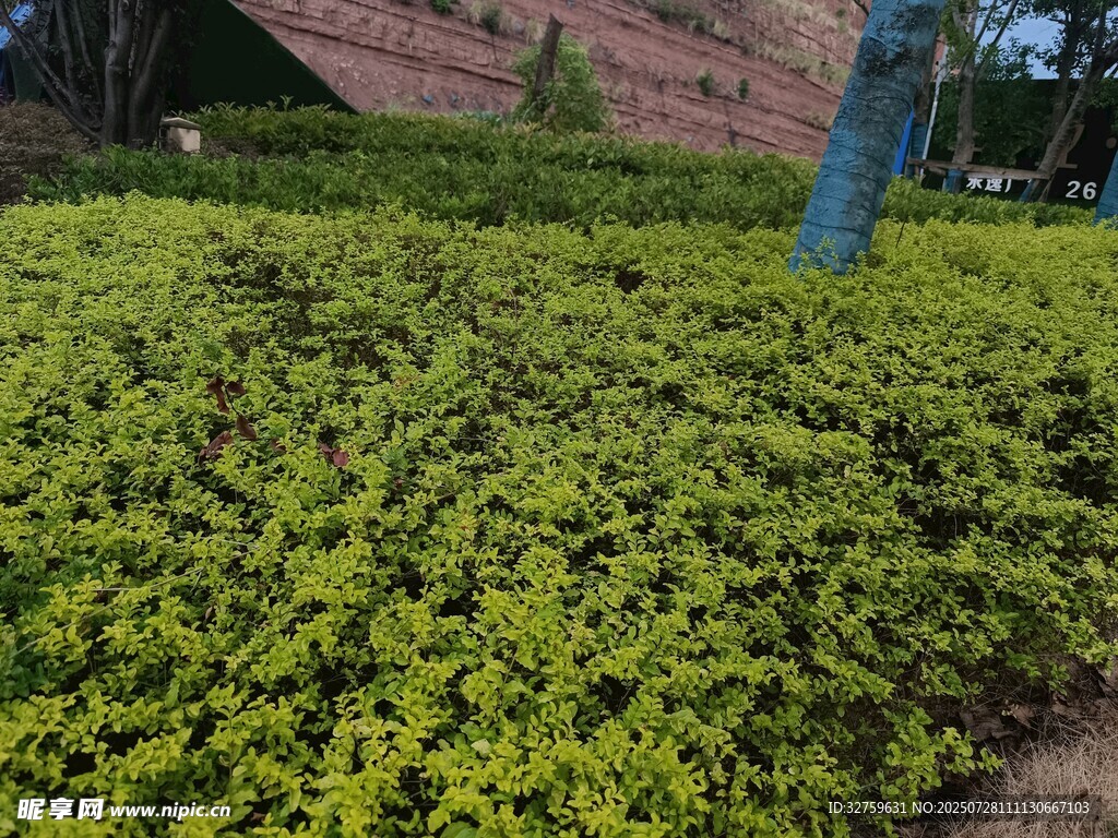 翠绿繁茂的灌木丛景观