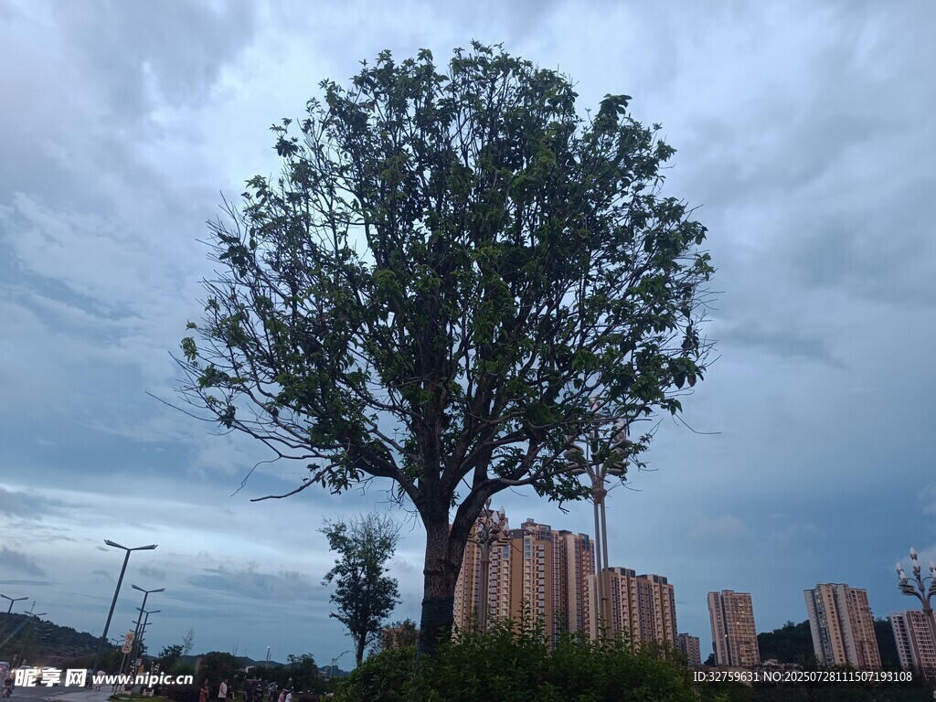 孤树矗立城市天际线