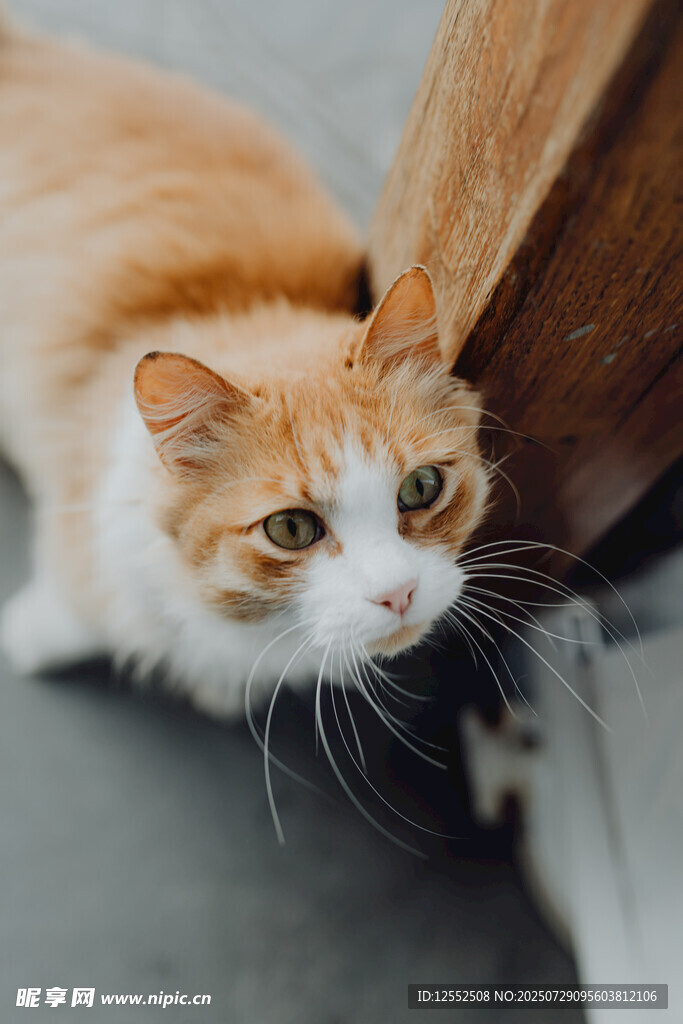 橘白猫咪好奇张望