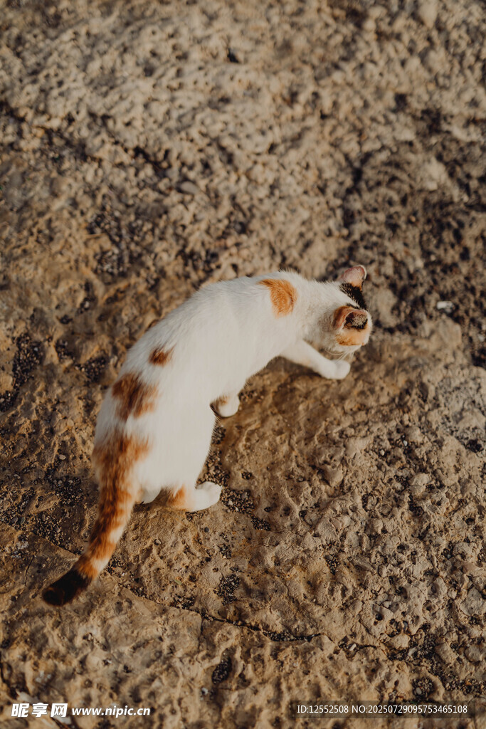 地上的三色小猫摆件