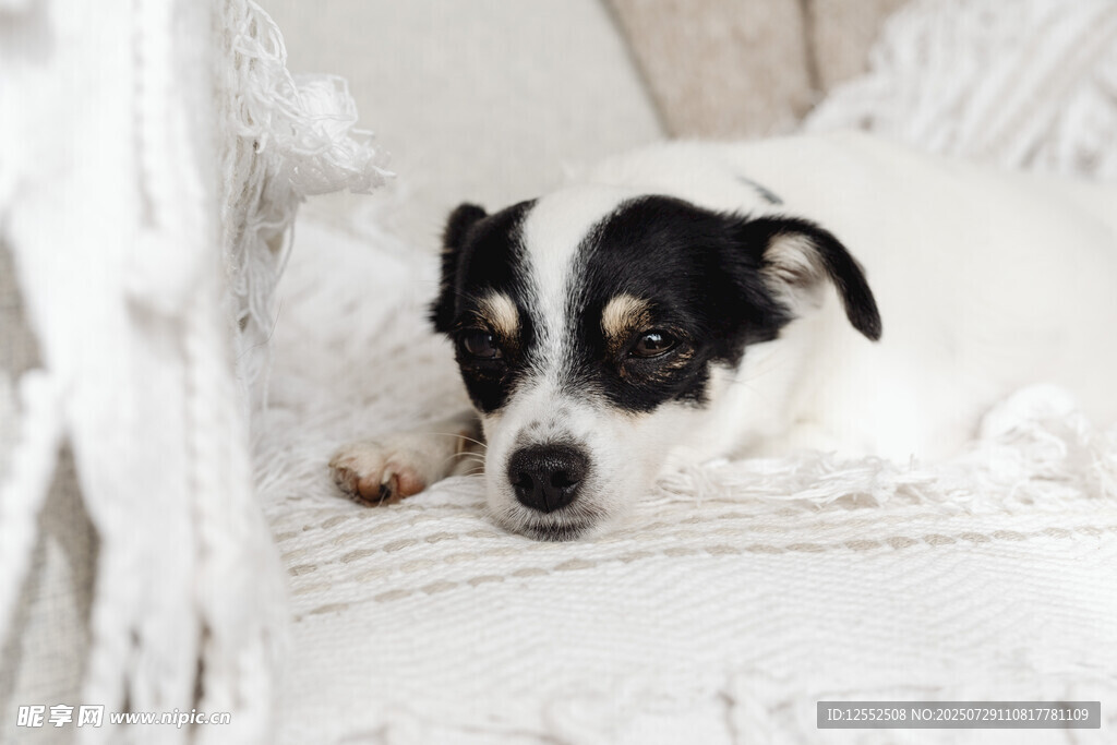 趴着休息的可爱黑白小狗