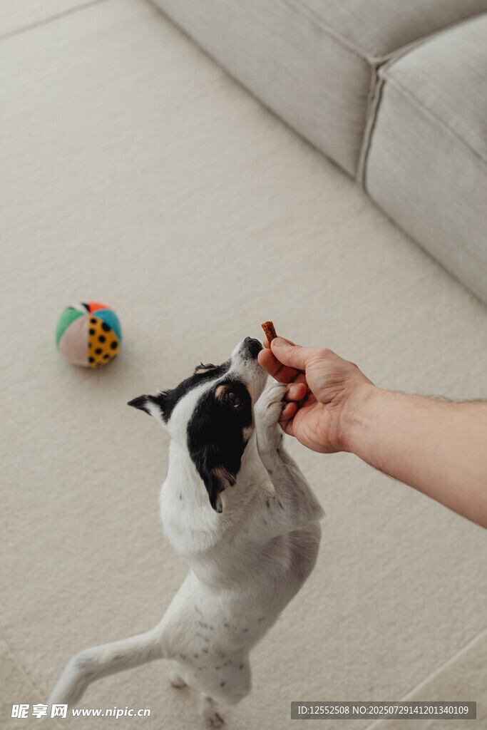 人与萌犬互动瞬间