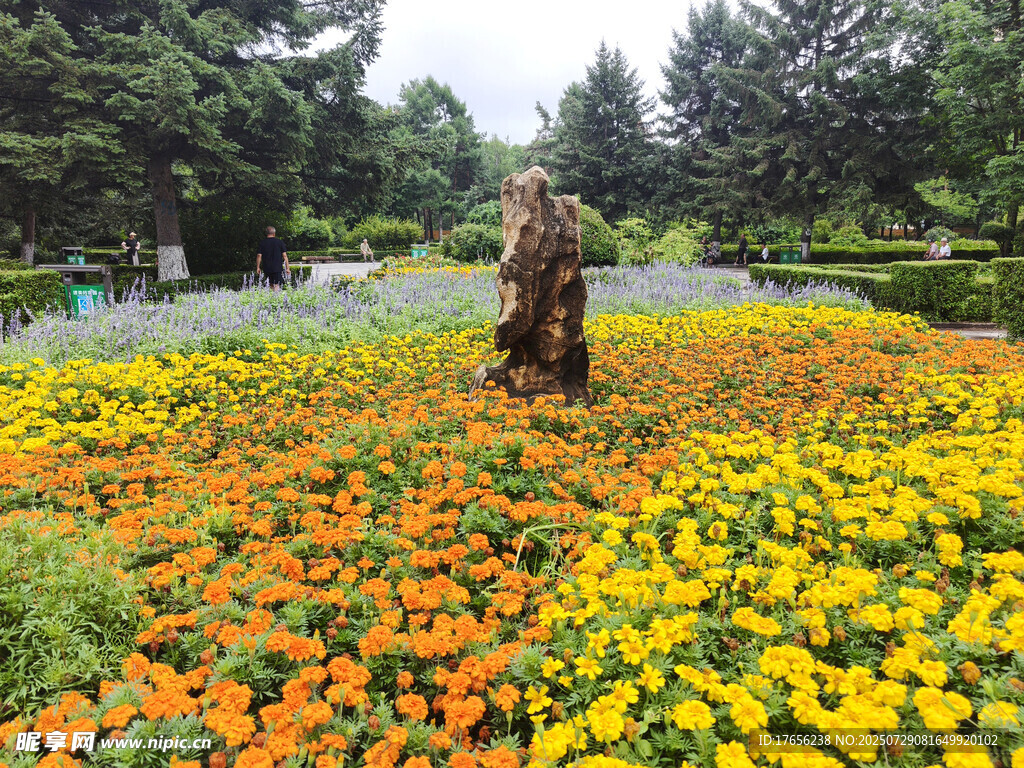 花丛中的文化石