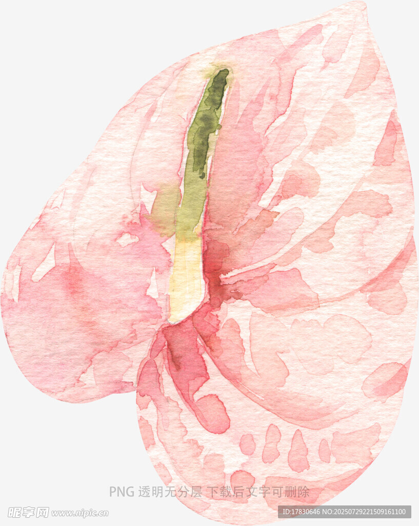 水彩粉色海芋花朵特写