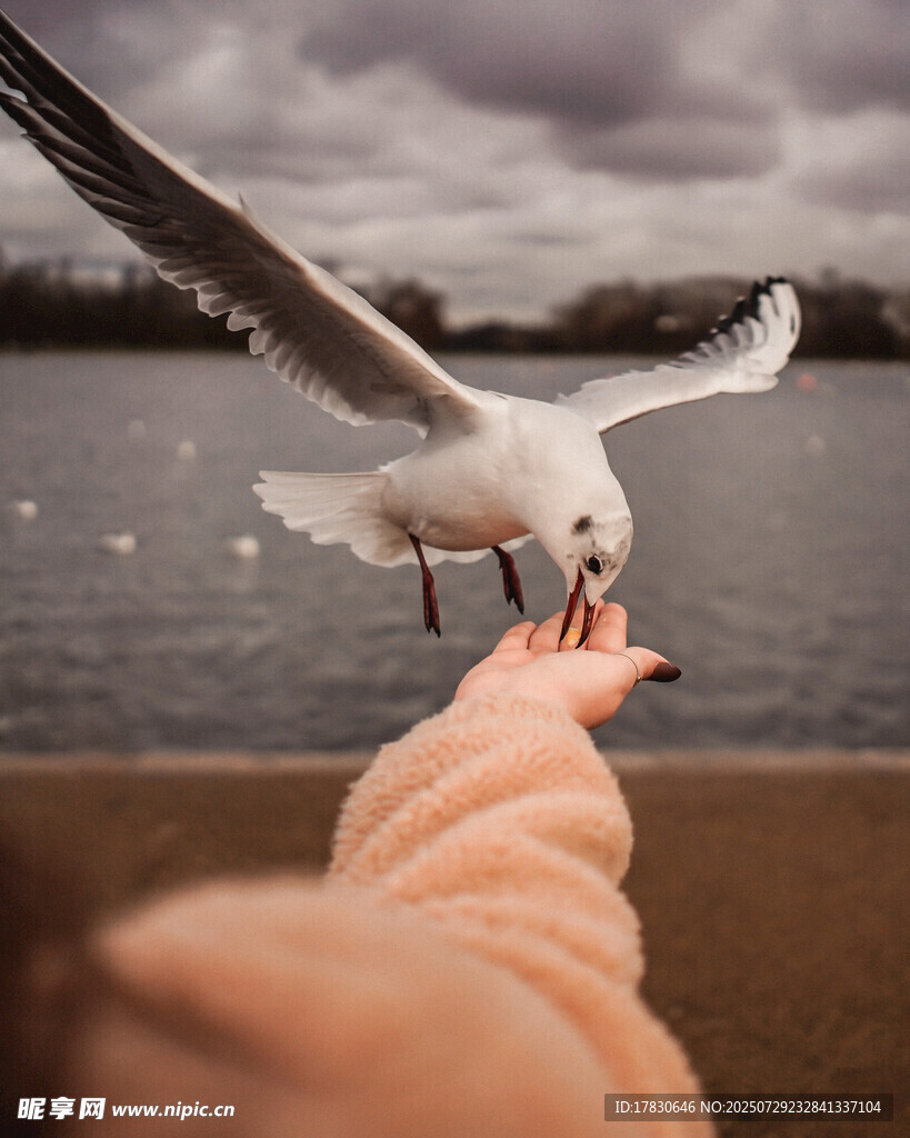 手喂海鸥的温馨瞬间