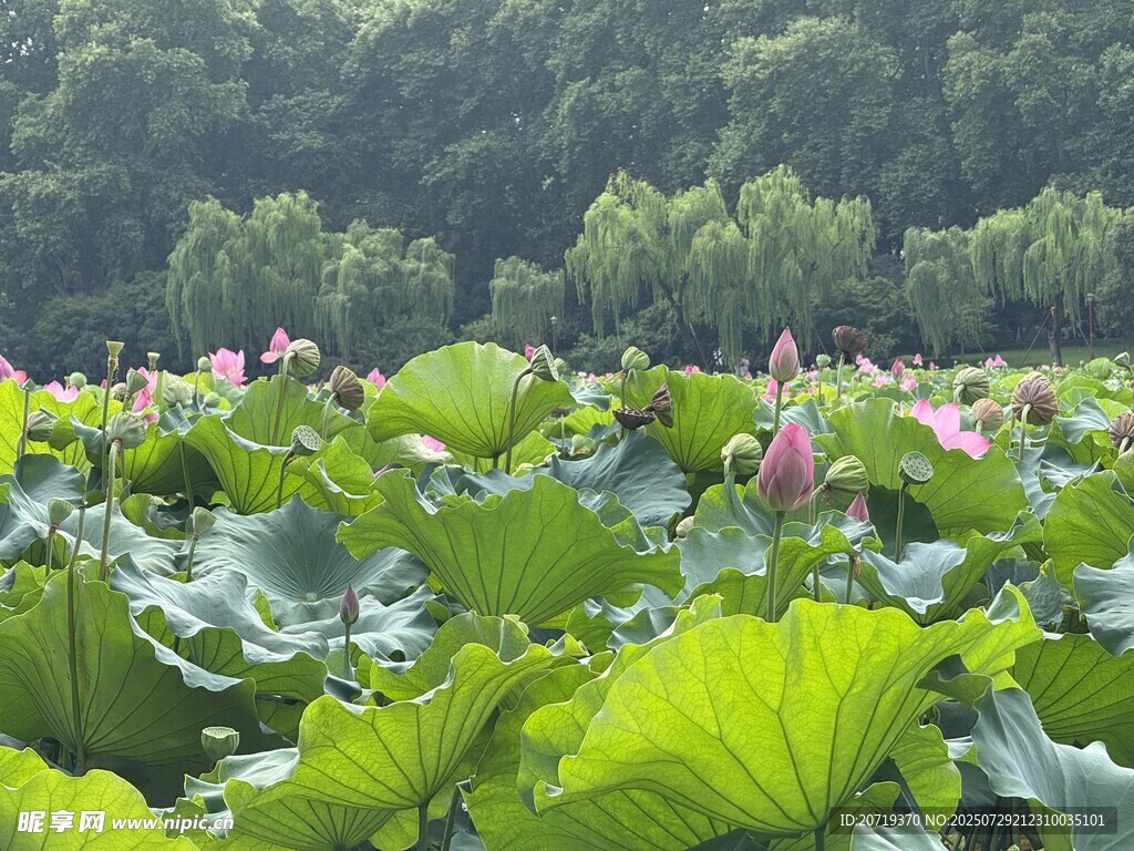夏日荷塘美景