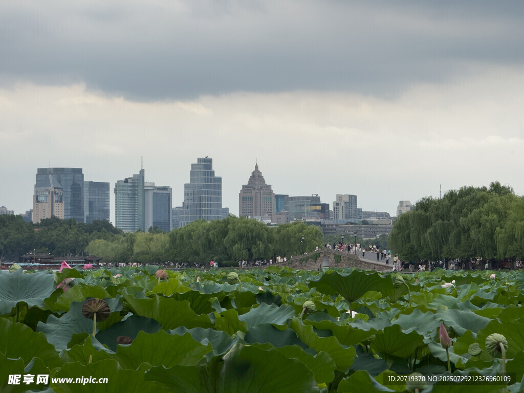 城市建筑下的荷花