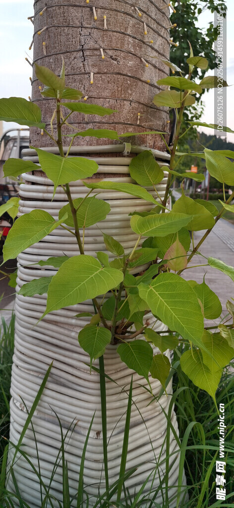 树干上新长的枝叶