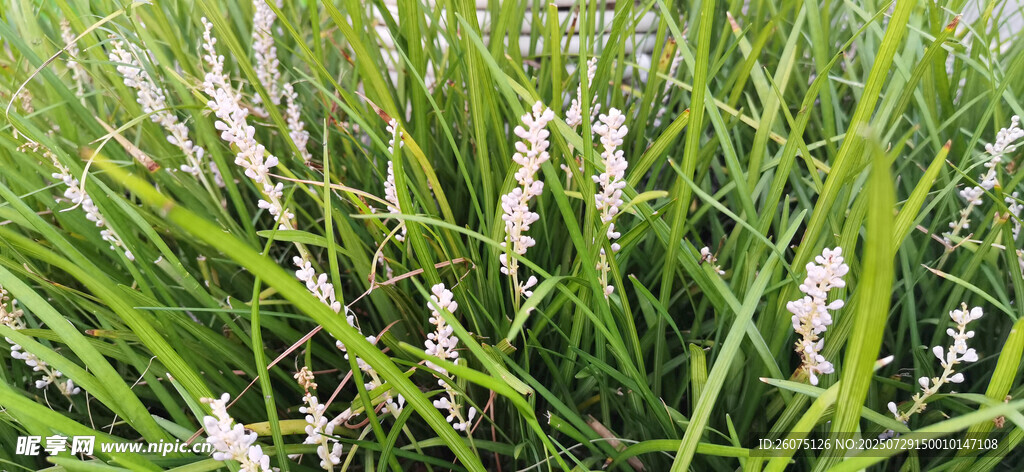 翠绿草丛中的白色小花