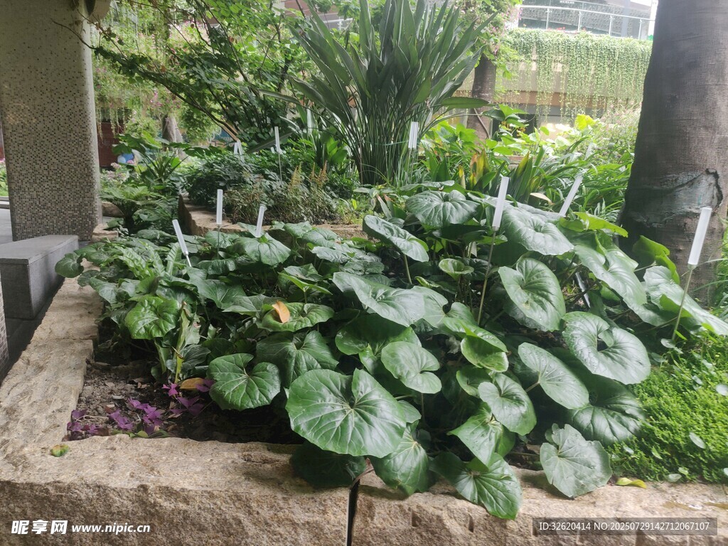 石砌花坛中的翠绿植物