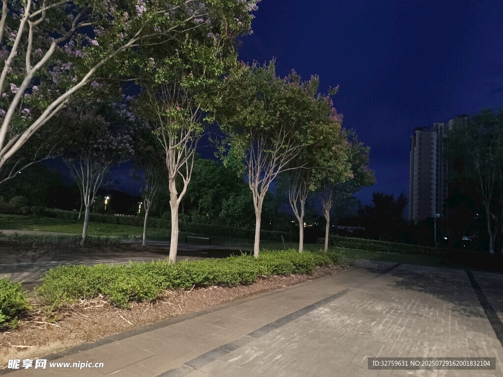 夜晚静谧的林荫道路