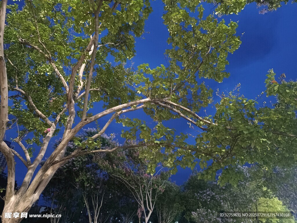 蓝天绿树间的自然景致