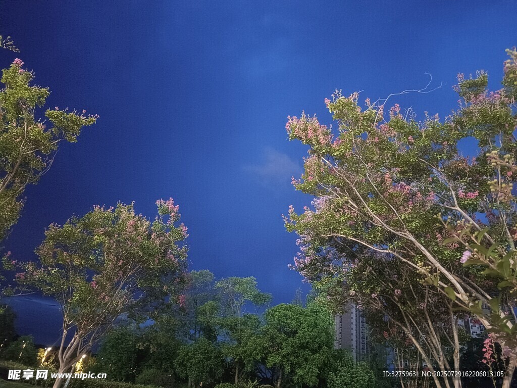 夜空下的树木景致