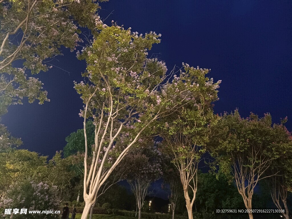 夜幕下的树木景观