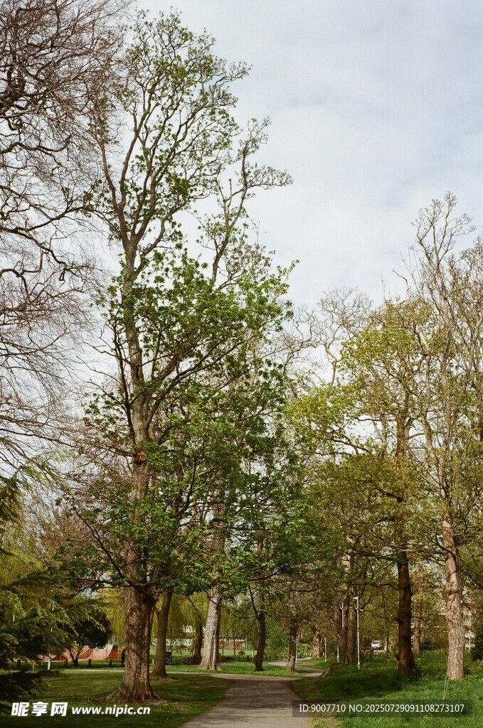 林间小道 绿意盎然的景致