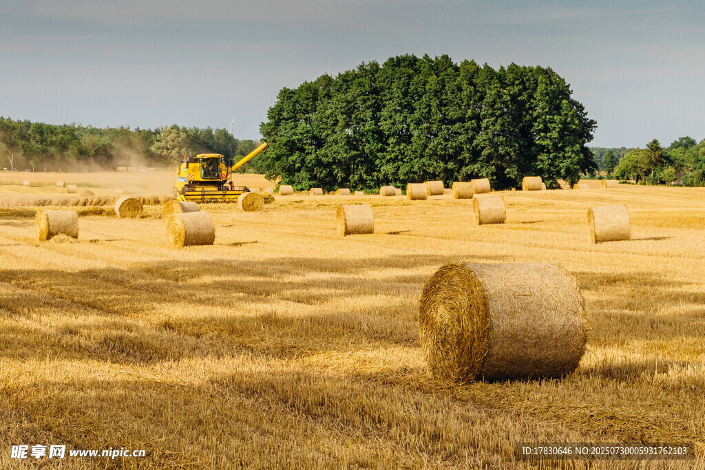 金黄田野中的干草卷景象