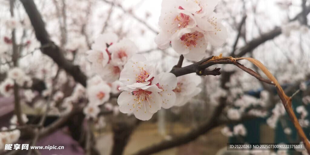 枝头绽放的粉嫩樱花