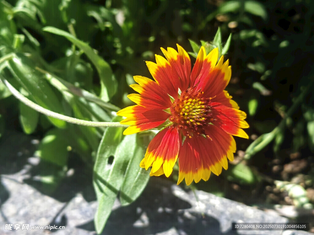 艳丽天人菊绽放