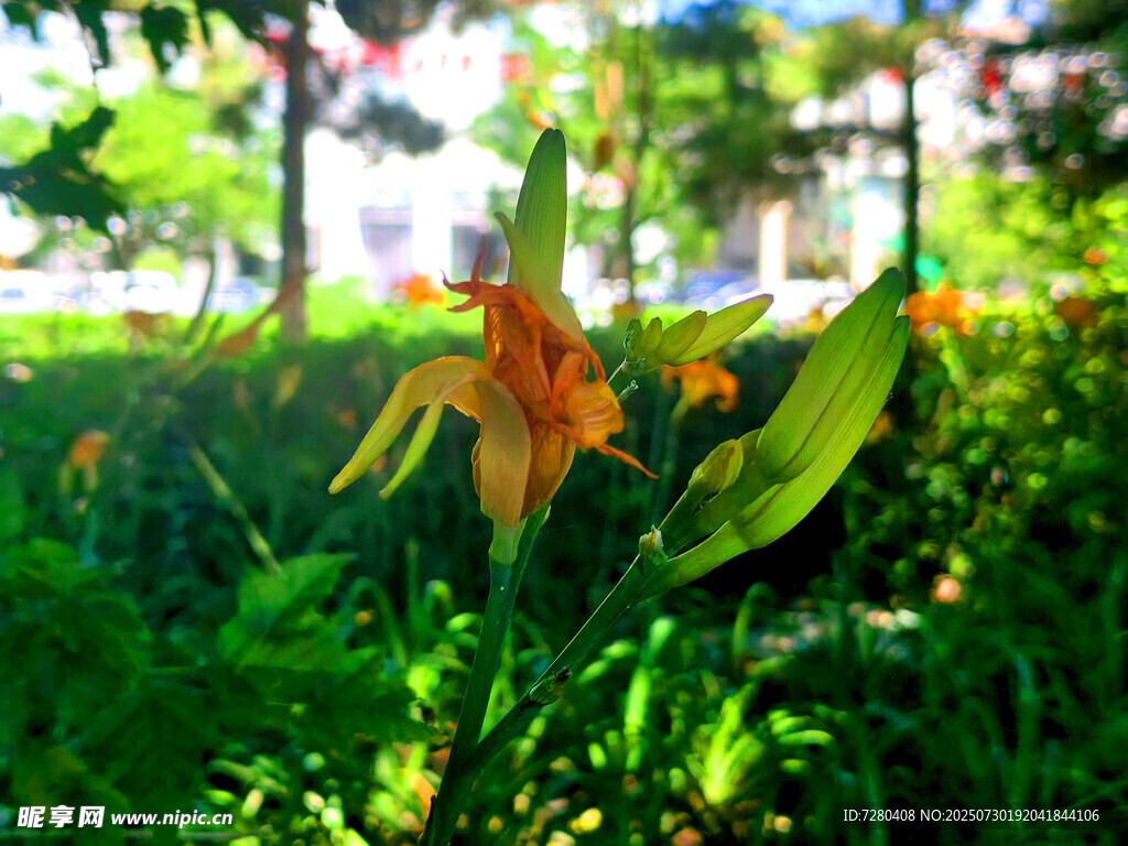 阳光下绽放的艳丽花朵