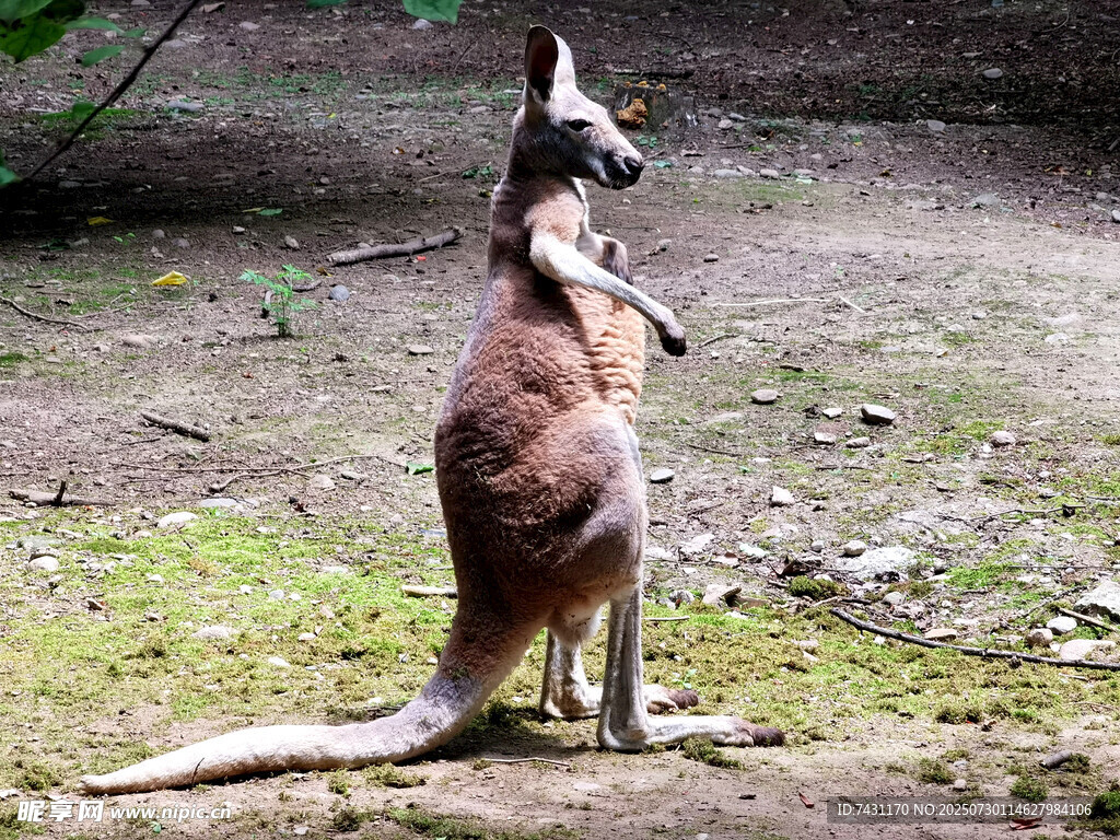 站立的袋鼠