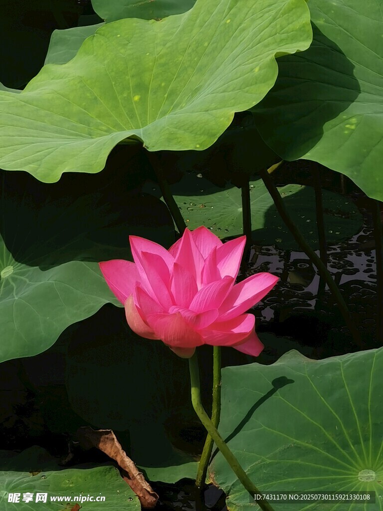 娇艳荷花绽放于绿叶间