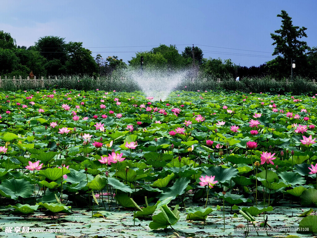 荷塘喷灌美景