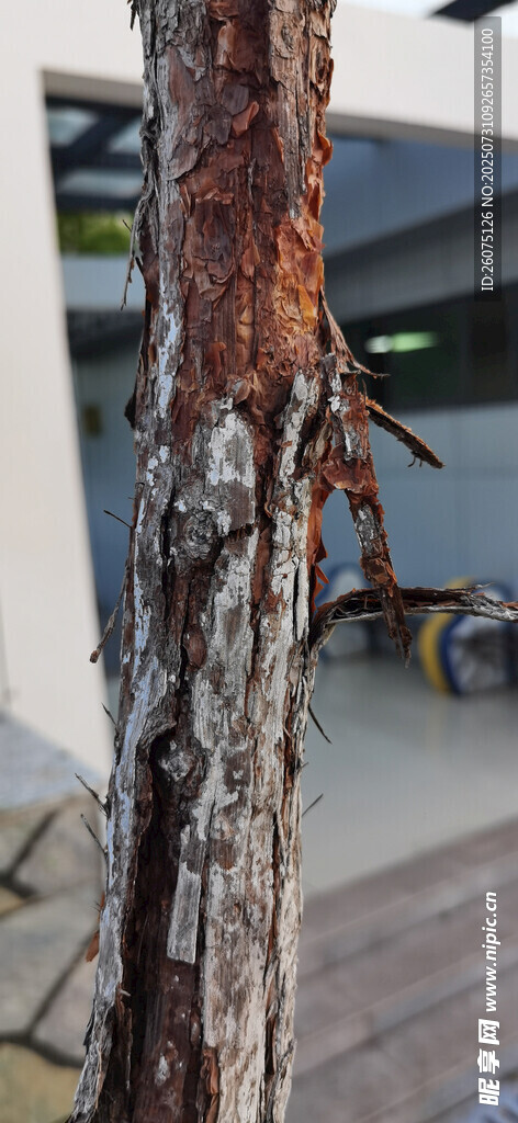 树干上的斑驳痕迹