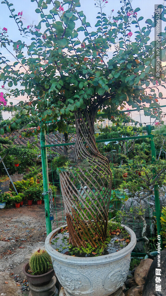 精致花瓶造型盆景置于庭院之中