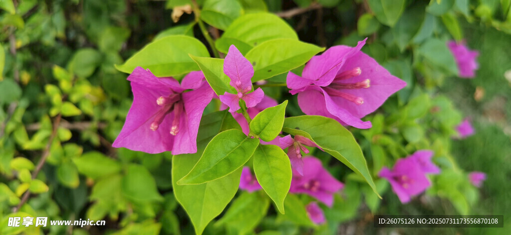 娇艳三角梅绽放绿叶间