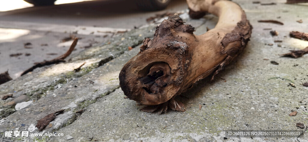 地面上的枯木截面