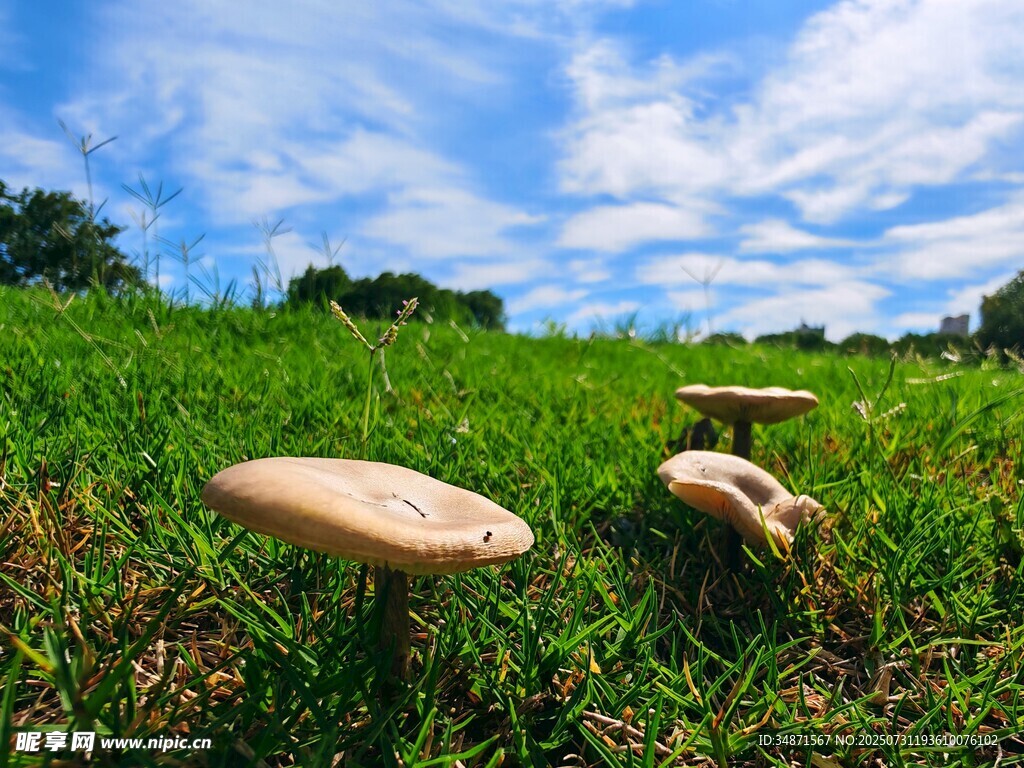 草地上的蘑菇