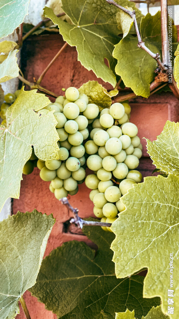 葡萄