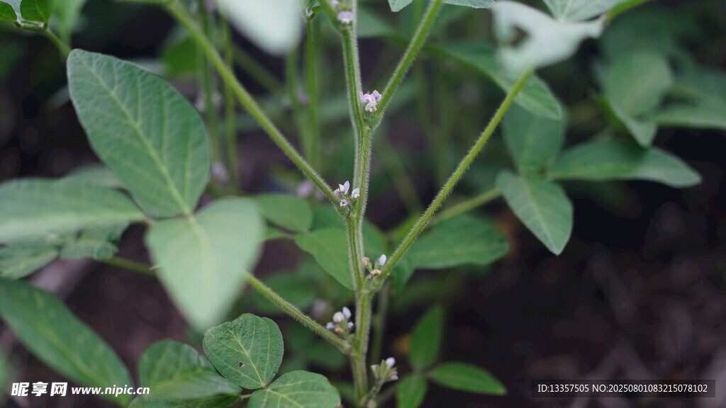 带花苞的绿色植物