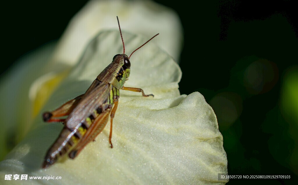 停留在花朵上的蚂蚱