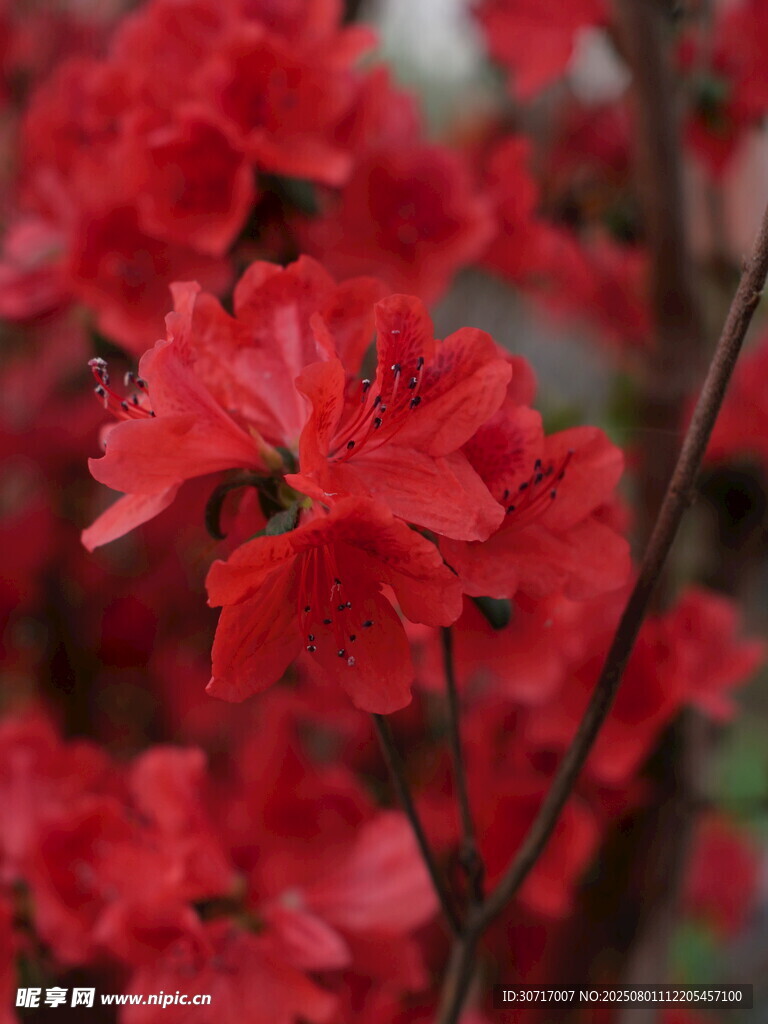 鲜艳红杜鹃绽放枝头