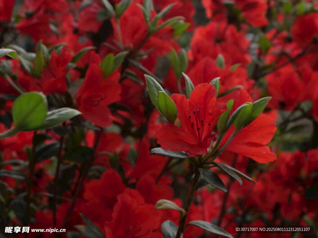 艳丽红杜鹃绽放